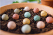 Load image into Gallery viewer, Happiness Grows A Garden – Small Gift Box with 7 Blossombs - jiminy eco - toys