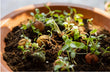 Load image into Gallery viewer, Organic Gift Box "Dear Teacher" with 7 Blossombs Seed Bombs - jiminy eco - toys