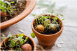 Load image into Gallery viewer, Organic Give - Away "Thank You" with 2 Blossombs Seed Bombs - jiminy eco - toys
