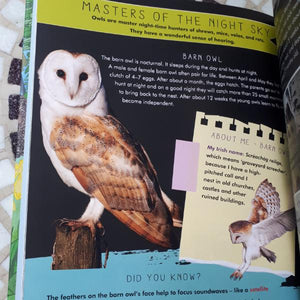 The Great Big Book of Irish Wildlife (hardback book by Juanita Browne and Barry Reynolds) - jiminy eco-toys